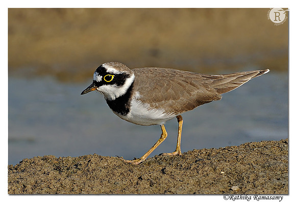 Little Ringed Plover (Charadrius dubius)_DD38840