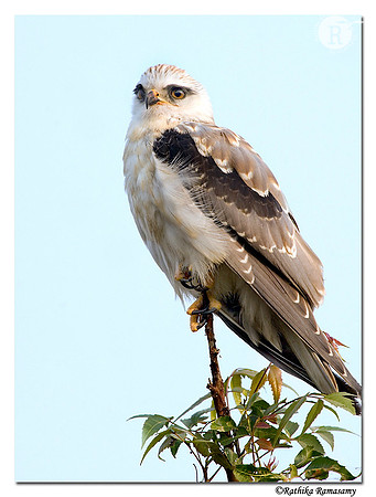 Black winged kite