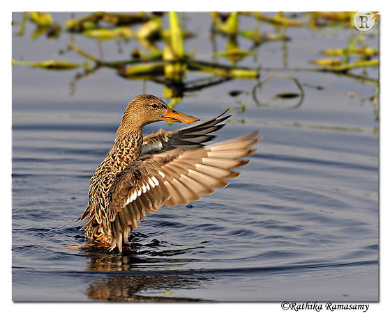 Northern Shoveler (Anas clypeata)_DD38041
