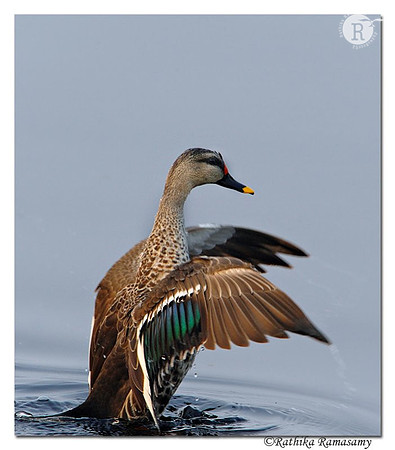 Spot billed duck (Anas poecilorhyncha)_DD34152