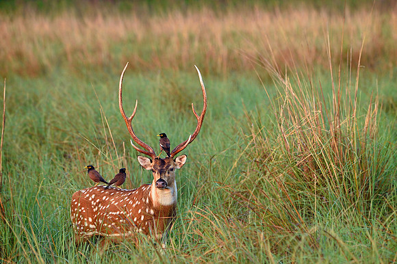 Spotted deer_D4S1020