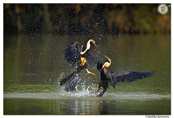 Territorial fight of Darter _D4S8864