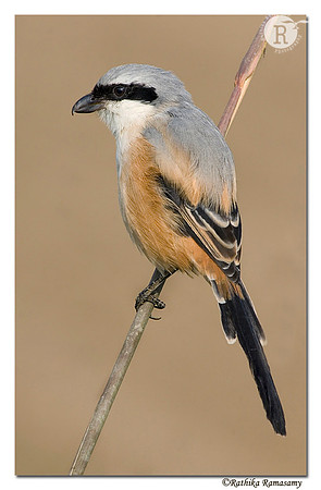 Long-tailed-shrike
