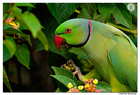 Rose ringed parakeet_D4R2657