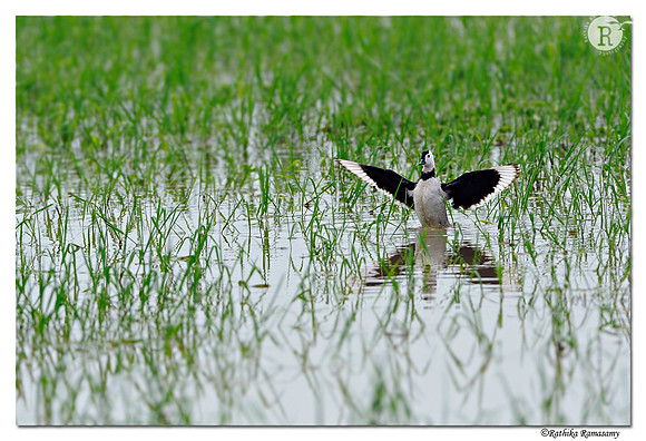 Cotton Teal(Nettapus coromandelianus)_DD31139