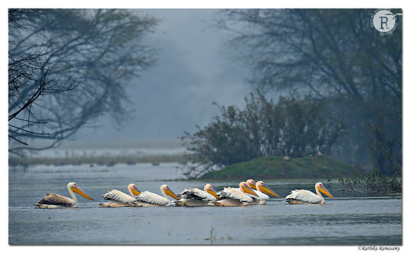 Pelican_D4R9088
