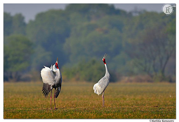 Sarus crane (Grus antigone)_D4S0076