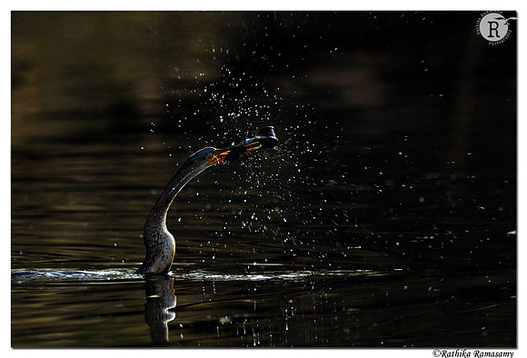 Darter fising_D4R1926