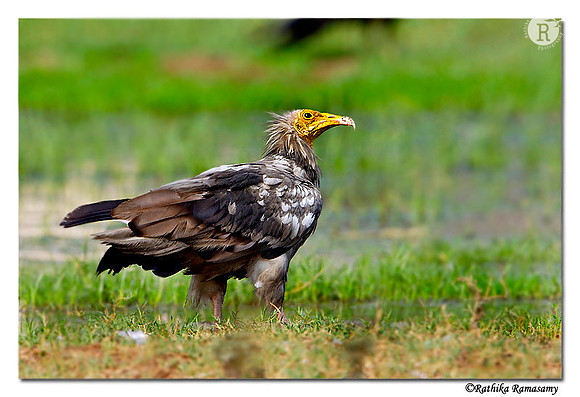 Egyptian Vulture (Neophron percnopterus)-5744