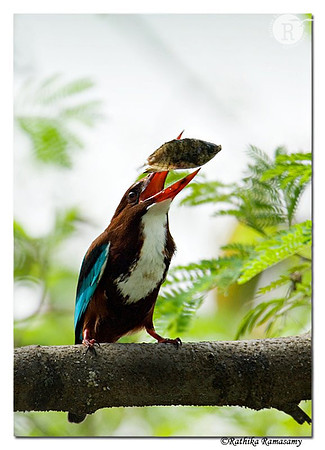 White-throated Kingfisher (Halcyon smyrnensis)-1195