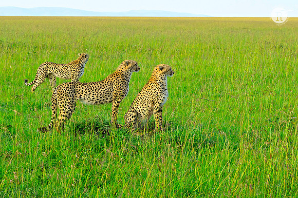 Cheeta family_MAR0813