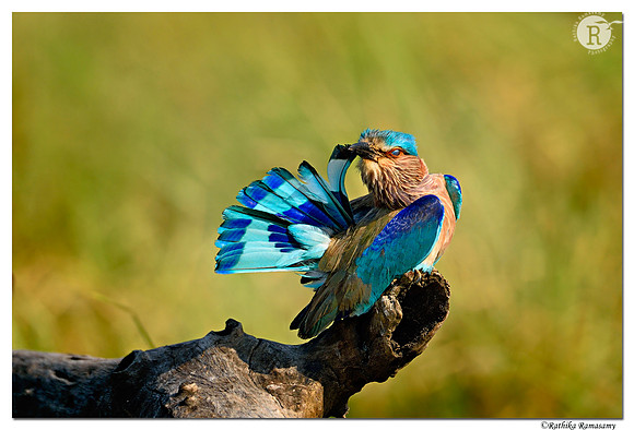Indian Roller (Coracias benghalensis)_D4S3721