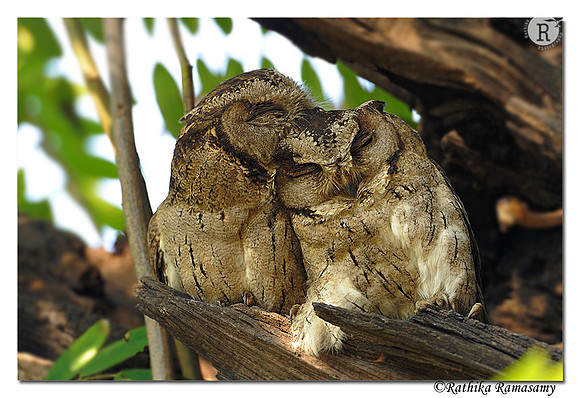 Collared Scops Owl (Otus lettia)_DD34813