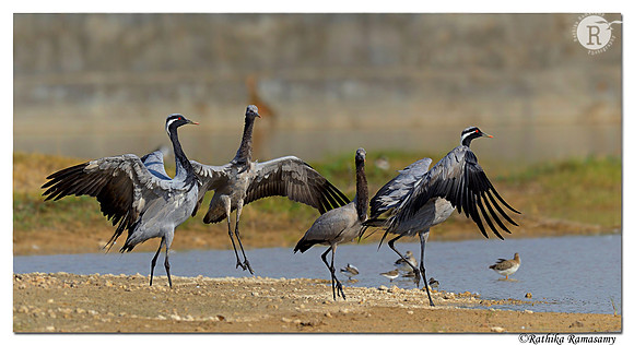 Demoiselle Cranes (Anthropoides virgo)_D4R8900