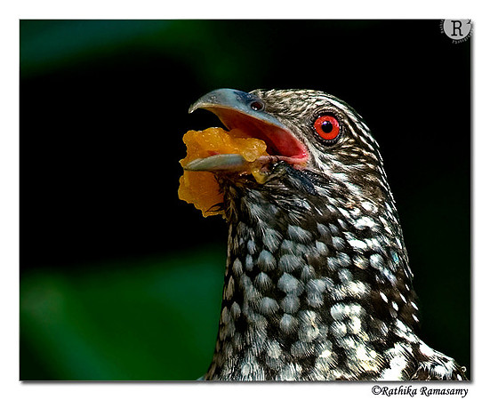 Asian Koel(Female) -8365