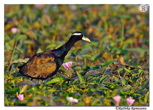 Bronze-winged Jacana(Metopidius indicus)_DD36536