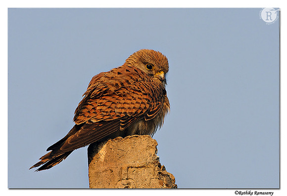 Common Kestrel (Falco tinnunculus)_DD35501