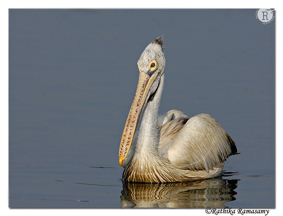 Spot-billed Pelican (Pelecanus philippensis)_D2X0100