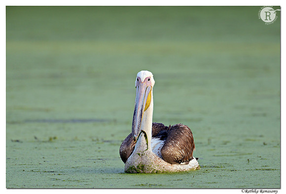 Pelican_D4R2428