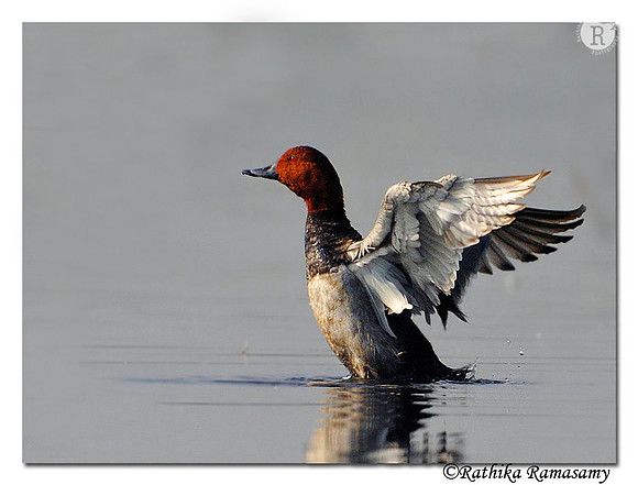 Common Pochard (Aythya ferina)_DD37453