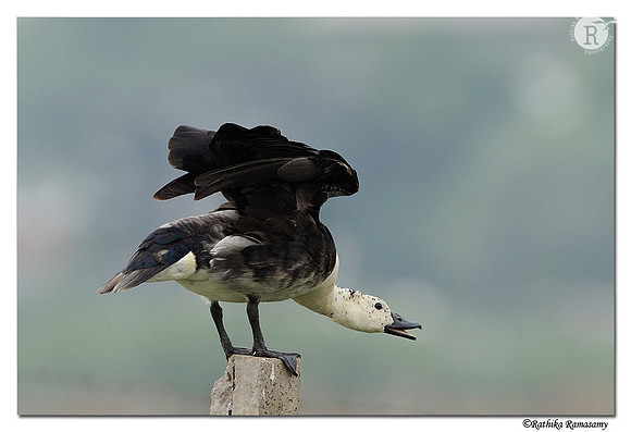Comb Duck (Sarkidiornis melanotos)_DD30777