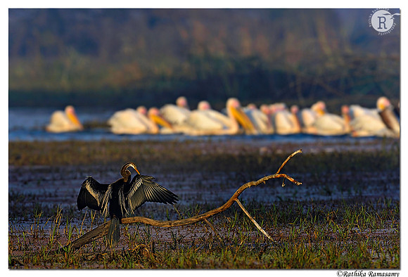 Indian darter (Anhinga melanogaster )_D4R2491