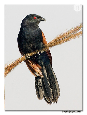 Greater Coucal(Centropus sinensis)-1204