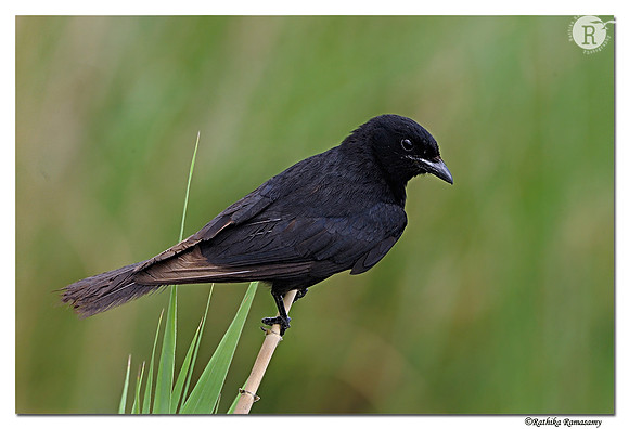 Black Drongo (Dicrurus macrocercus)_DD30297