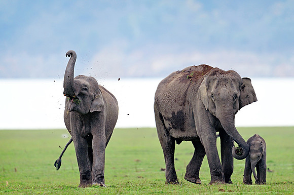 Asian elephant (Elephas maximus)_D4S8633