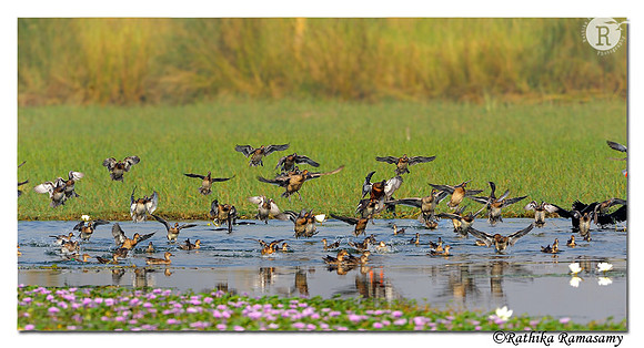 Northern Shovelers_DD36742