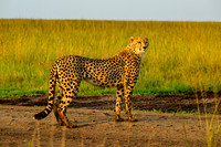 MaasaiMara 2025