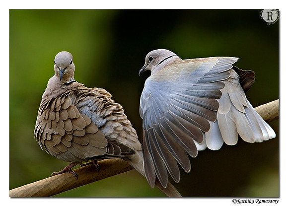Dove Friends