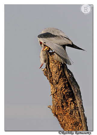 Black-winged Kite(Elanus caeruleus)_DD35965