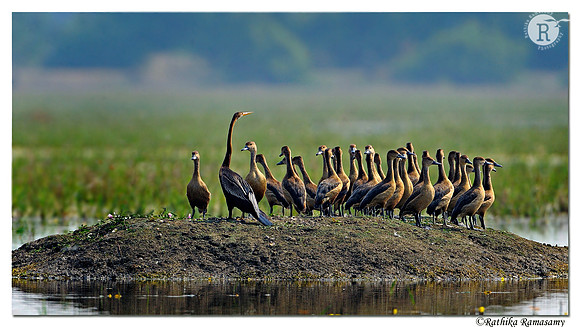 Lesser whistling duck (Dendrocygna javanica)_DD38958