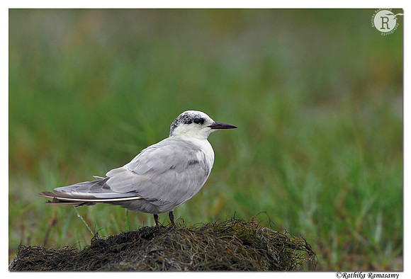 Whiskered Tern (Chlidonias hybridus)