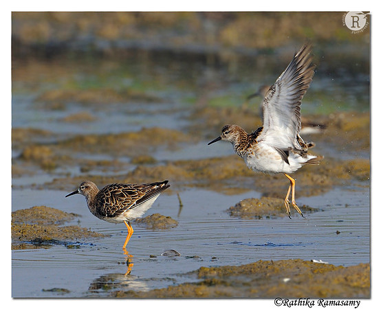 Ruff (Philomachus pugnax)_DD38688