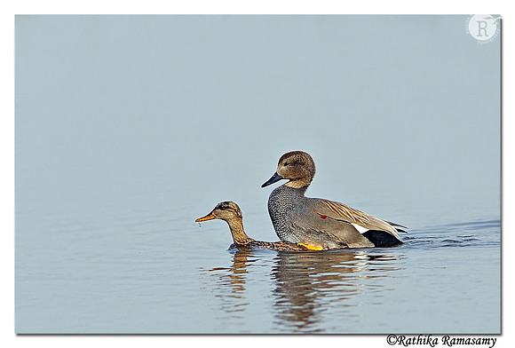 Gadwall (Anas strepera)_DD38331