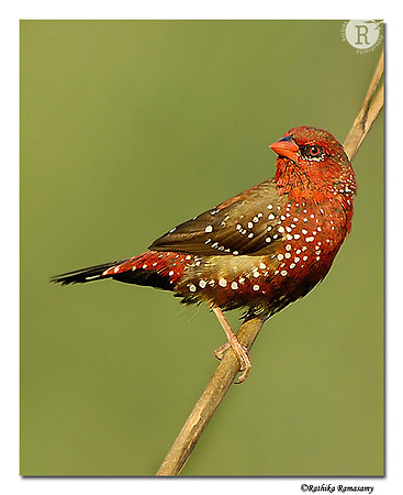 Red munia