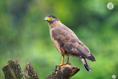Crested serpent eagle (Spilornis cheela)_VAL1405