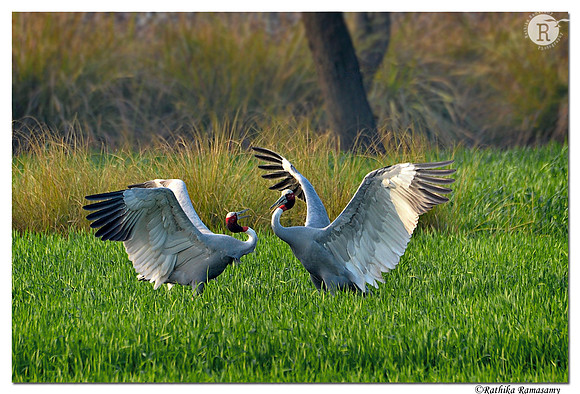 Sarus crane (Grus antigone)_D4R5096