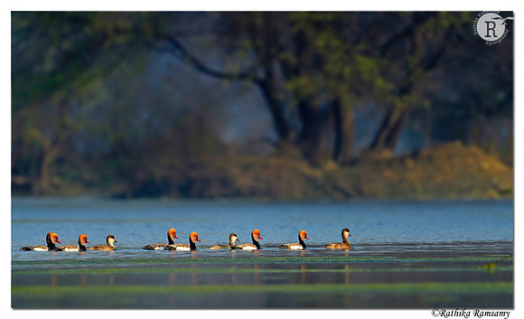 Red-crested Pochard (Netta rufina)_D4R2650