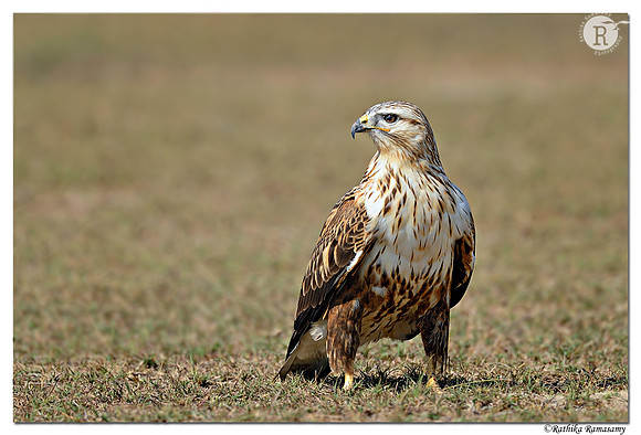 Long-legged Buzzard (Buteo rufinus)_D4R7173
