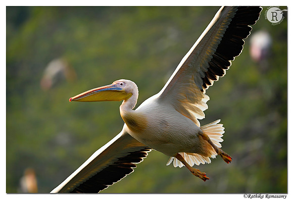 Pelican_D4S2619