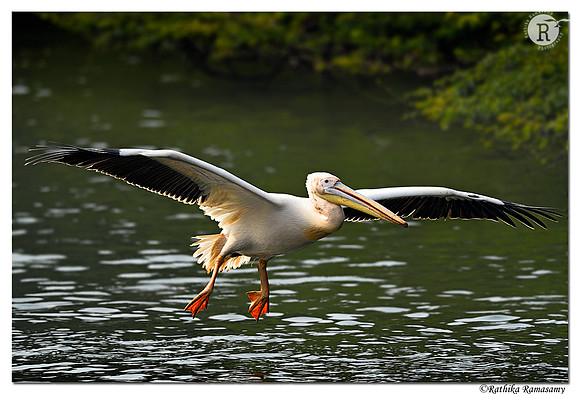 Pelican_D4S3252