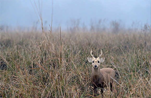 Hog deer_D4R9973