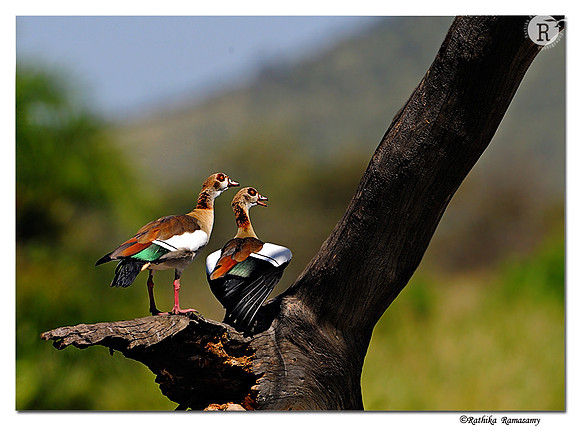 Egyptian Goose (Alopochen aegyptiacus)_DD31724