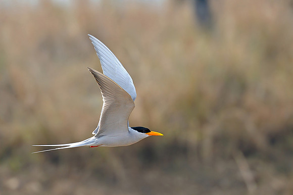 River tern_DD37087