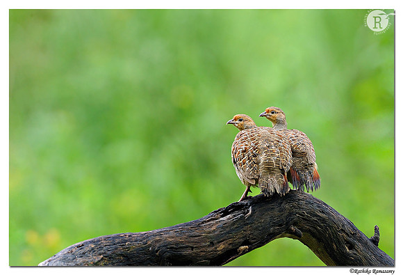 Grey francolin (Francolinus pondicerianus)_DD31730