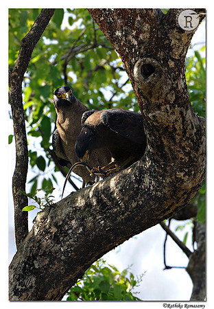 Crested Serpent Eagle (Spilornis cheela)_DD38909