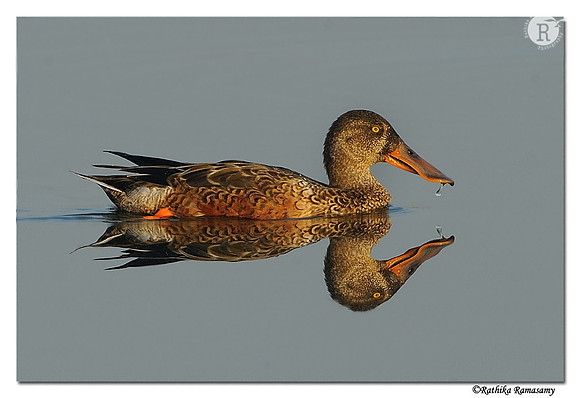 Northern Shoveler (Anas clypeata)-female